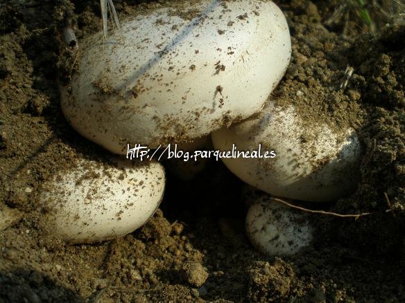 Varias setas del género Agaricus abriéndose paso a través de la tierra.