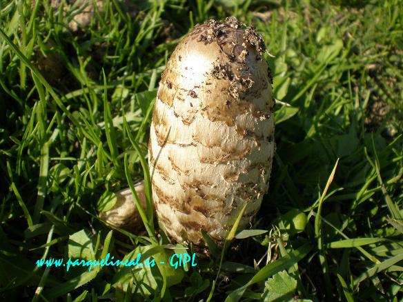 Solitario ejemplar de Coprinus comatus creciendo en la hierba.