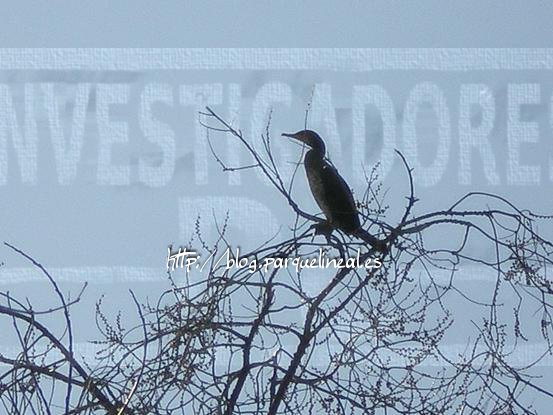 Cormorán negro