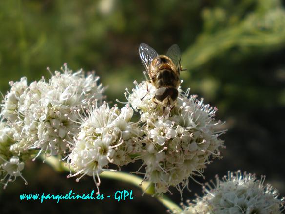 Hermoso sírfido (Eristalis tenax) libando sobre unas bellas flores.