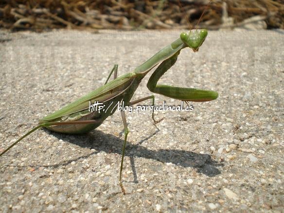 Mantis religiosa posando para la cámara.