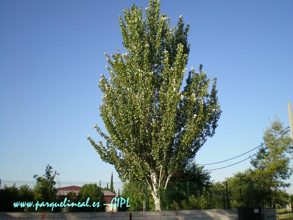 Magnífico ejemplar de álamo blanco.