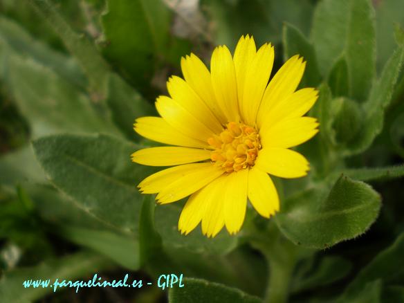 Flor de la caléndula silvestre.