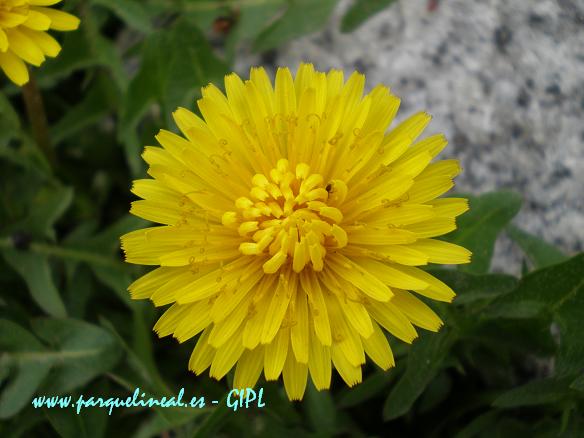 La inconfundible flor del diente de león con un 