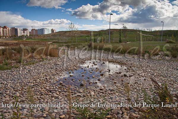 árboles de agua