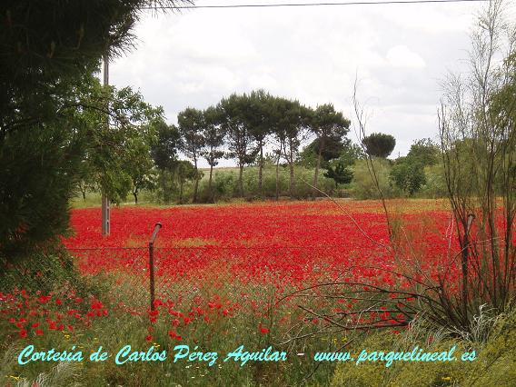 Campo de amapolas a la altura de Perales del Río.