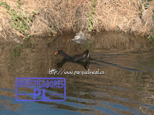 Polla de agua nadando en el Río Manzanares