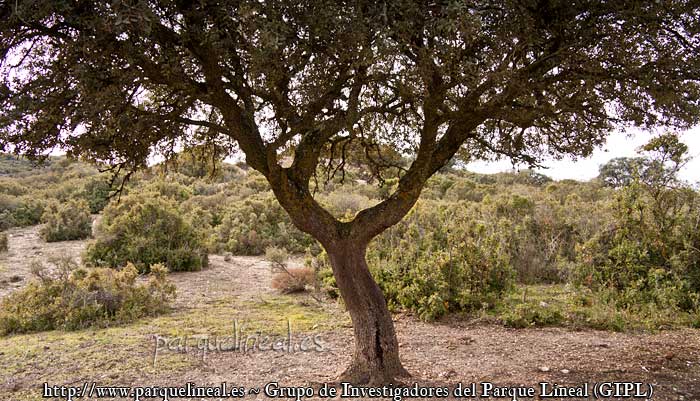 encina carrascal