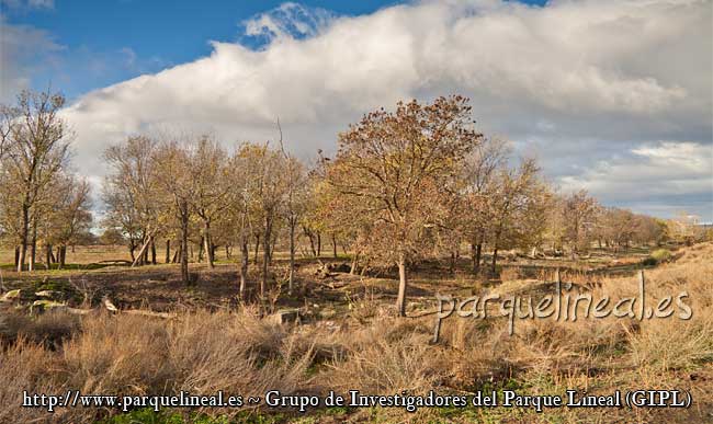 árboles canal manzanares