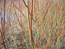 Salix Purpurea