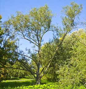  Salix Fragilis