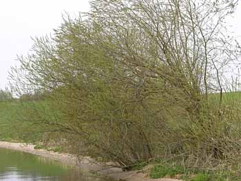 salix